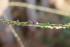 Stagonomus bipunctatus bipunctatus