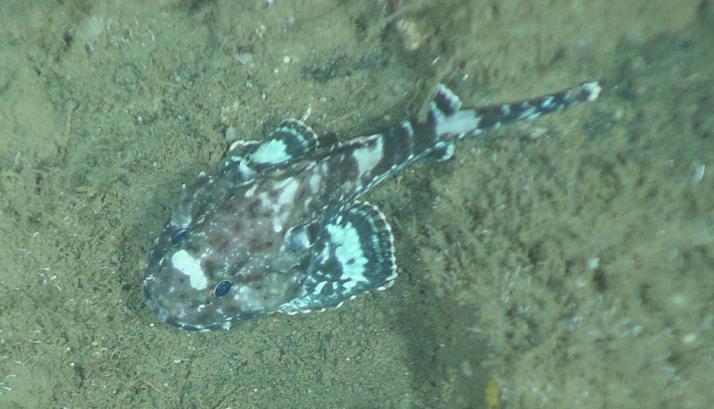 Darkfin Sculpin