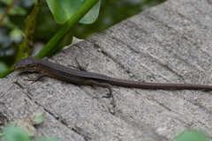 Takydromus tachydromoides