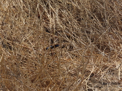 Chlorion aerarium