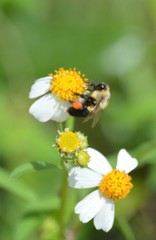 Bombus impatiens image