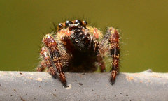 Sassacus cyaneus