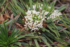 Valeriana rigida