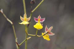 Cyrtochilum aureum