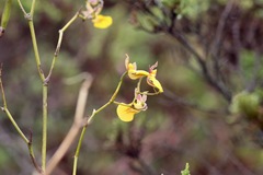 Cyrtochilum aureum