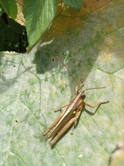 Agriacris jucunda