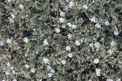 Drymaria stereophylla