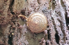 Stenotrema