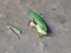 Tettigoniidae