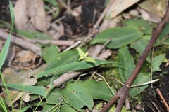 Chiloglottis reflexa