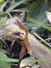 Chiloglottis reflexa