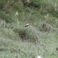 Oenanthe hispanica