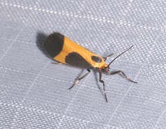 Cisthene kentuckiensis