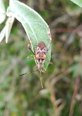 Leptoglossus occidentalis
