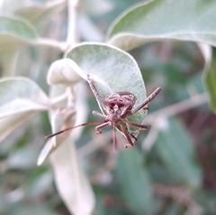 Leptoglossus occidentalis