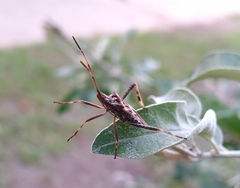 Leptoglossus occidentalis