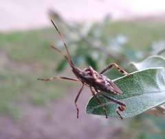 Leptoglossus occidentalis