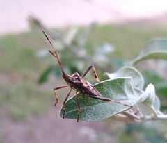 Leptoglossus occidentalis