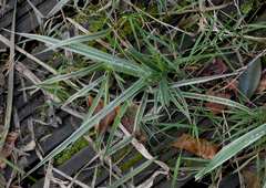 Phalaris arundinacea picta