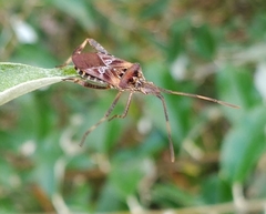 Leptoglossus occidentalis