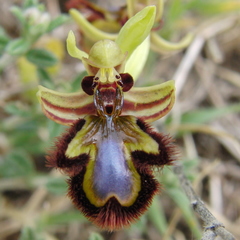 Ophrys speculum
