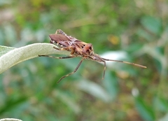 Leptoglossus occidentalis
