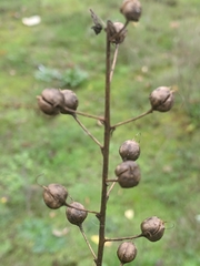 Scrophularieae