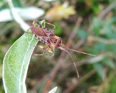 Leptoglossus occidentalis