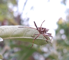 Leptoglossus occidentalis