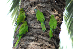 Myiopsitta monachus