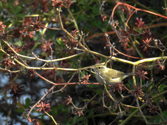 Phylloscopus ibericus