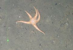 Benthopectinidae