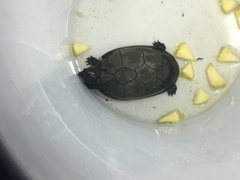 Kinosternon creaseri