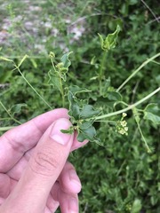 Commicarpus scandens