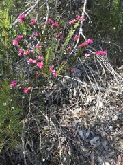 Boronia serrulata