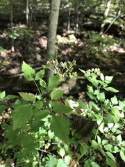Thaspium barbinode