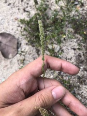 Eragrostis ciliaris