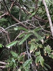Leptocereus quadricostatus