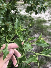 Commicarpus scandens