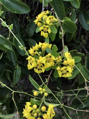 Stigmaphyllon emarginatum