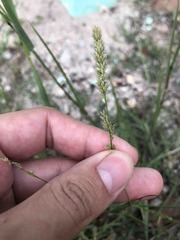 Eragrostis ciliaris
