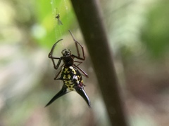 Micrathena raimondi