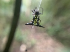 Micrathena raimondi
