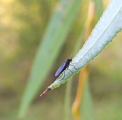 Sciaridae