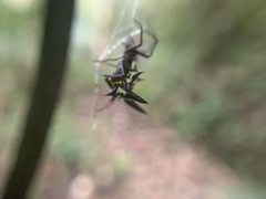 Micrathena raimondi