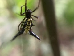 Micrathena raimondi