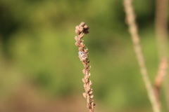 Stagonomus bipunctatus bipunctatus