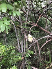 Leptocereus quadricostatus