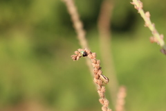 Stagonomus bipunctatus bipunctatus