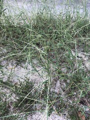 Digitaria bicornis